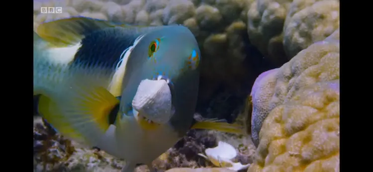Orange-dotted tuskfish (Choerodon anchorago) as shown in Blue Planet II - One Ocean
